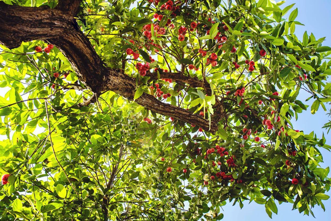 Riverside Plum Garden Villa Хоян Екстер'єр фото